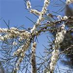Honey Myrtle- Essential Oils