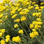 Helichrysum Essential Oil