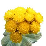 Helichrysum - Essential Oils