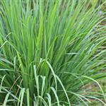 Jamarosa Root Essential Oil