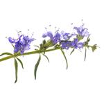 Hyssop - Essential Oils