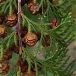 Hinoki Essential Oil