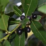 Laurel Berry Essential Oil