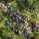 Juniperberry Himalayan - Essential Oils