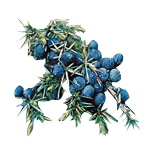 Juniperberry Himalayan - Essential Oils