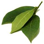 Laurel Leaf - Essential Oils