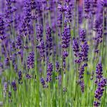 Lavender French Alpine Essential Oil