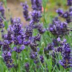 Lavender French Essential Oil