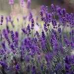 Lavender Australian (Tasmanian) Essential Oil
