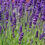 Lavender Bulgarian - Essential Oils