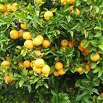 Lemon Australian Essential Oil