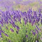 Lavender Population Essential Oil