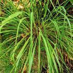 Lemongrass Cochin Essential Oil