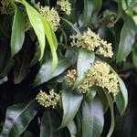 Lemon Myrtle Premium Essential Oil