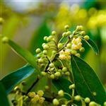 Litsea Cubeba Essential Oil