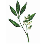 Litsea Cubeba - Essential Oils