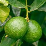 Lime Distilled Essential Oil