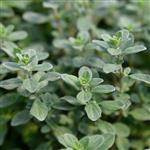 Marjoram - Essential Oils