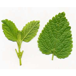 Melissa Leaf (Reconstituted) - Essential Oils