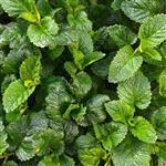 Melissa Leaf - Essential Oils