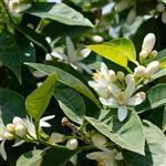 Neroli Italian Essential Oil