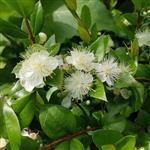 Myrtle Essential Oil