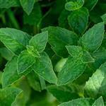 Menthol Liquid - Essential Oils