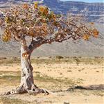 Myrrh - Essential Oils