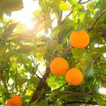 Orange Sweet - Essential Oils