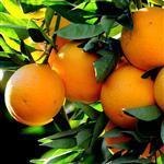 Orange Australian Essential Oil