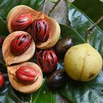 Nutmeg Essential Oil