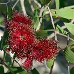 Niaouli - Essential Oils