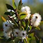 Nerolina Essential Oil