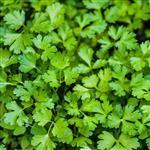 Parsley Herb Essential Oil