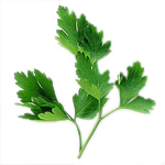 Parsley Herb - Essential Oils