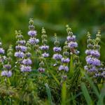 Pennyroyal - Essential Oils