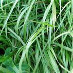 Palmarosa Essential Oil