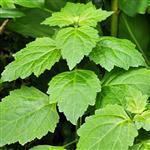 Patchouli Light Essential Oil