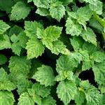 Patchouli Essential Oil