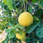 Pomelo Essential Oil