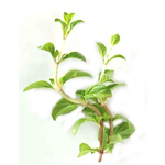 Peppermint Arvensis - Essential Oils