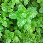 Peppermint Premium Essential Oil