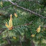 Pine Essential Oil