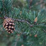 Pine Scotch Essential Oil