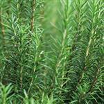 Rosemary - Spanish Type Essential Oil