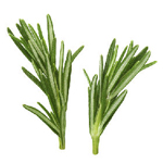 Rosemary - Spanish Type - Essential Oils