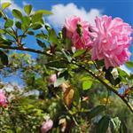 Rose Otto (Bulgarian) Essential Oil