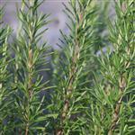 Rosemary - Premium Essential Oil