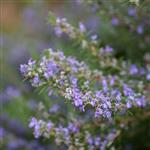 Rosemary - French Type - Essential Oils