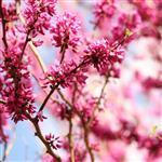 Rosewood Natural Blend Essential Oil